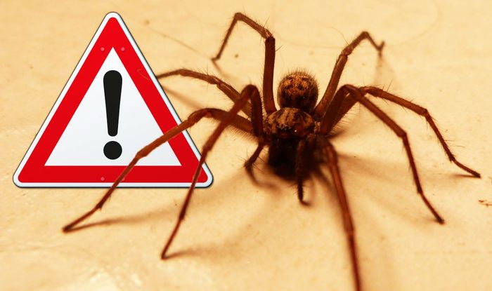 Uk Spiders How To Get Rid Of Spiders In Your Home Express Co Uk