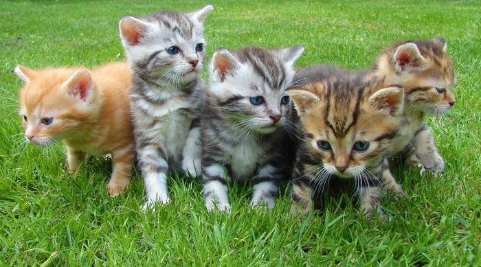Quiz Which Cute Kitten Matches Your Personality