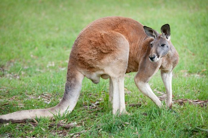 Kangaroo Cull Proposal By Sa Water Angers Local Residents Adelaide Now
