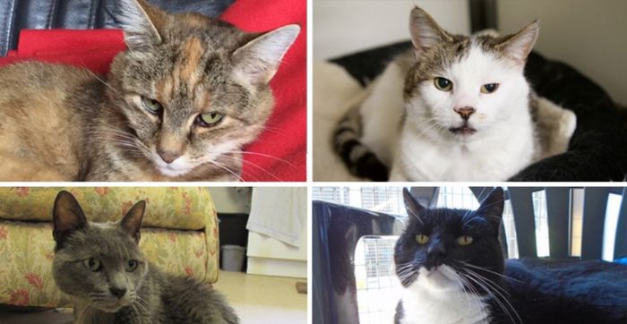 The Cats Who Can T Find Homes Because They Re Too Old Express Co Uk