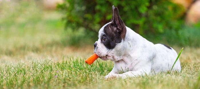 Why do dogs like carrots clearance