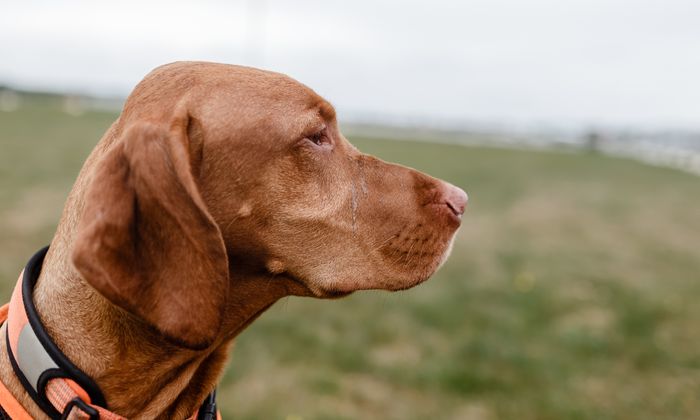 freilaufflachen in koln hier haben hunde tierisch viel spass express de