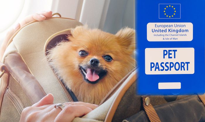 Passports Pet Passport Warning Amid Brexit Chaos As Huge Delays Forecast In No Deal Travel News Travel Express Co Uk