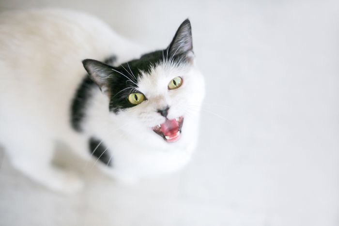 Cat Behavior Quiz What Is Your Kitty Trying To Tell You