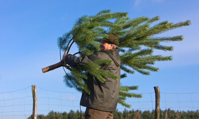 Berlin Klima Streit Um Merkel Weihnachtsbaum