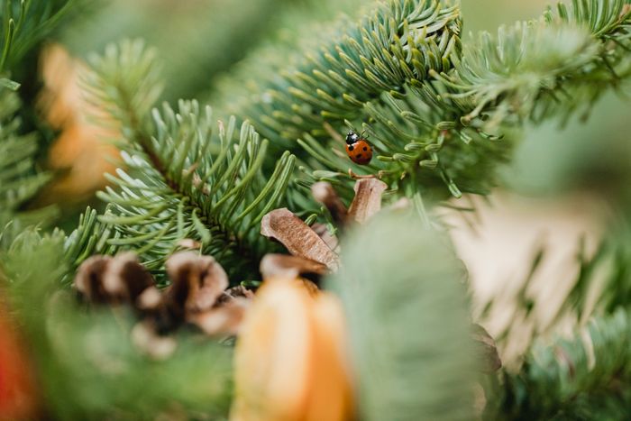 Lause Spinnen Und Zecken Im Weihnachtsbaum Diese Insekten Holen Wir Uns Mit Der Tanne Ins Haus