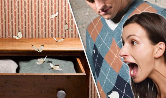 How To Get Rid Of Clothes Moths What They Look Like And How To