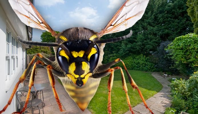 Wasps How To Get Rid Of Wasps Safely And Stop Them Coming
