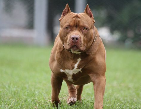 stark county man beats pitbull off girl