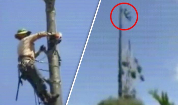 Man Shows How Not To Cut A Tree In Shocking Viral Imgur Video Express Co Uk