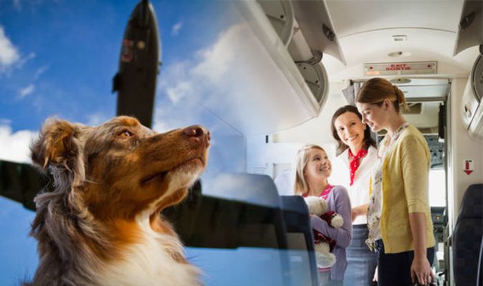 Compare Flight Ticket Prices For Pet Travel Travel News Travel Express Co Uk
