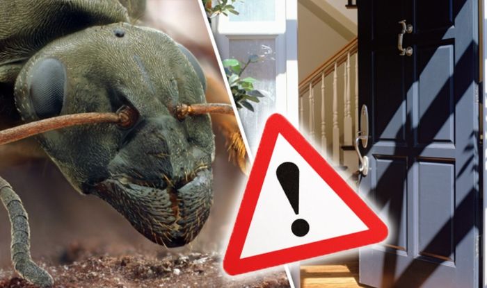 How To Get Rid Of An Ant Infestation In Your Home With This