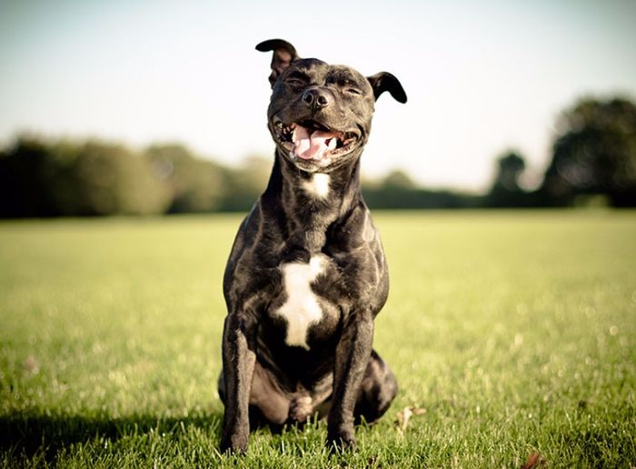 Kampfhunde Welche Rassen Stehen Auf Der Liste Zooroyal Magazin