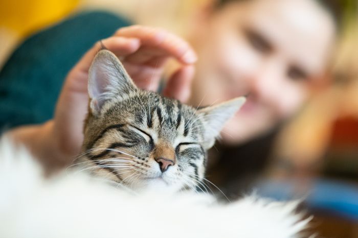 tierheim koln dellbruck 50 tiere von katzen messie gerettet express de