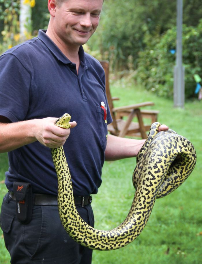 Australien Python Frisst Ausgewachsenes Krokodil Mann Macht Spektakulare Aufnahmen Express De