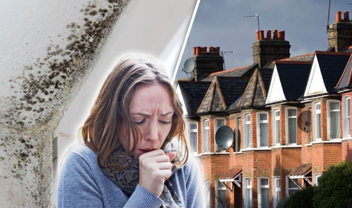 How To Get Rid Of Black Mould And Damp In Your House Using This