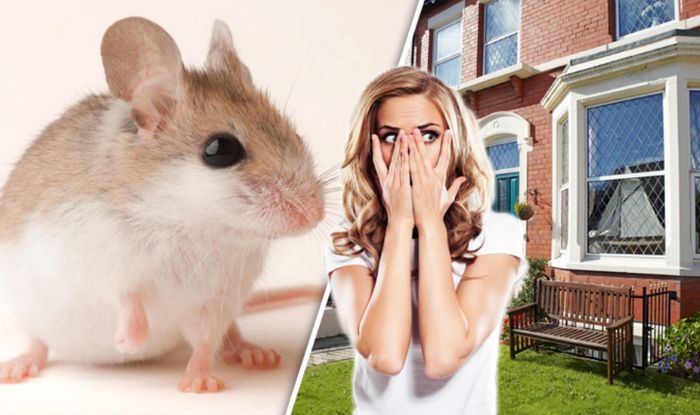 How To Get Rid Of Mice In The House Without Using Traps Or Poisons