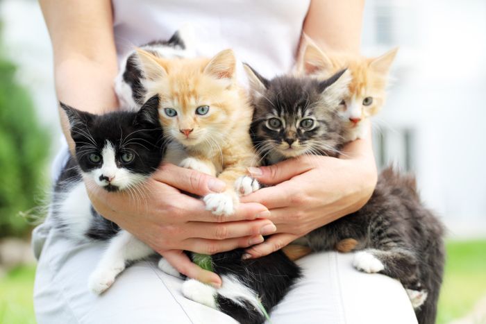 Quiz Which Cat Breed Are You