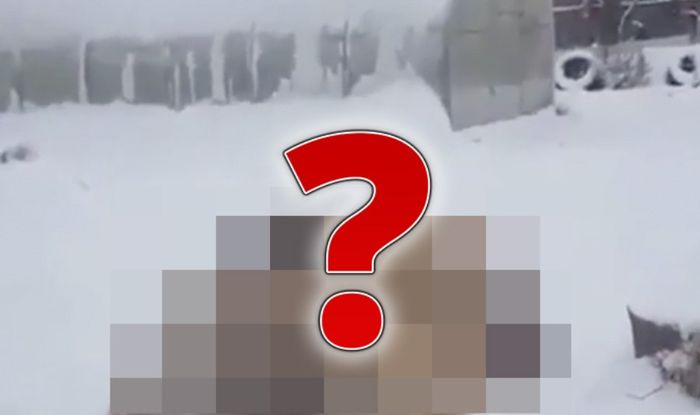 Watch A Viral Video Of A Man Playing With A Bear In The Snow