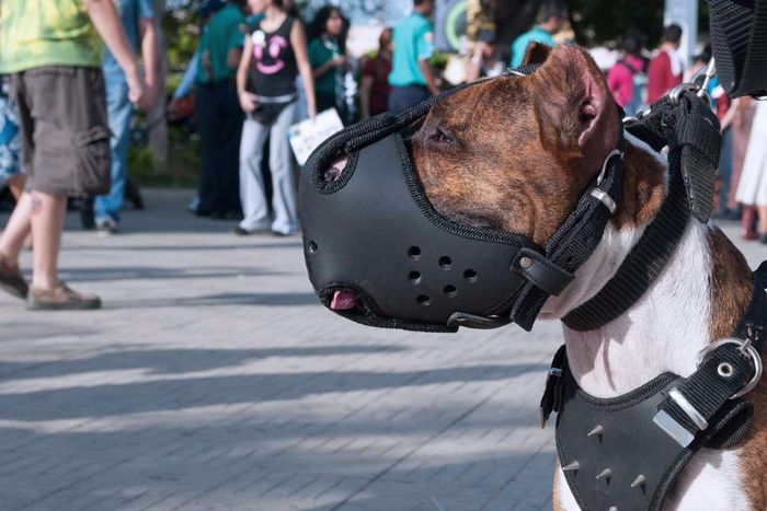 Dem Liebling Einen Maul Korb Verpassen Urban Dog