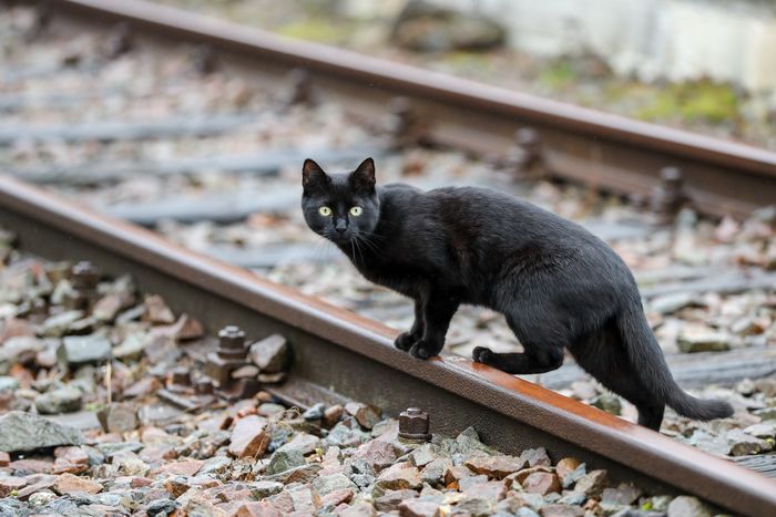 Tierqualerei Katzenbaby Mit Verbrannten Pfoten Gefunden Und
