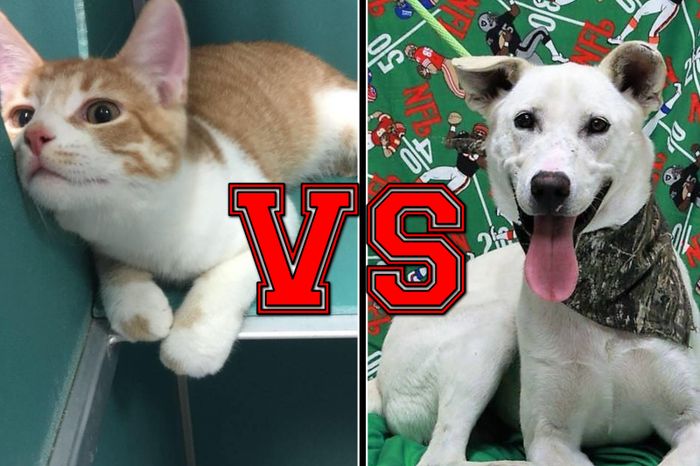 More Idaho Houses Have Dogs Than Any Other State