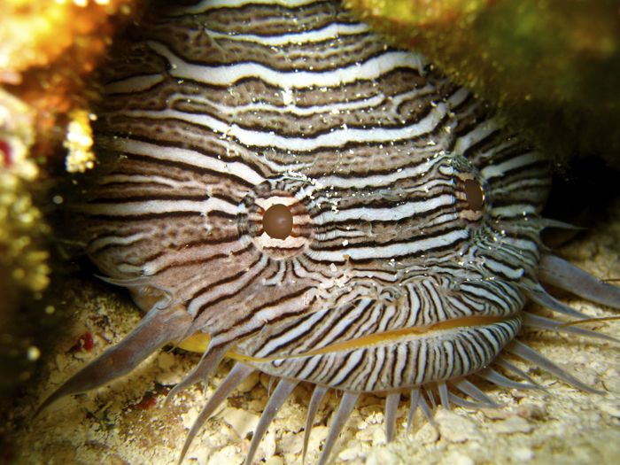 scuba diving