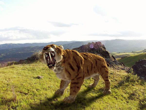 Saber Tooth Tiger Facts For Kids Best For School Research Projects